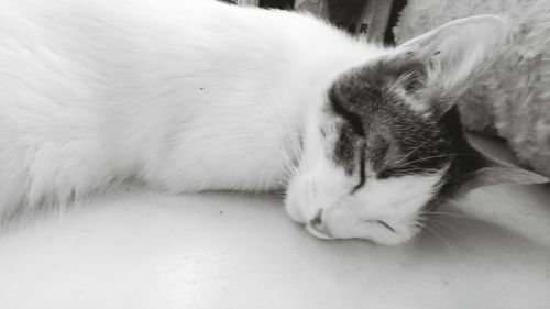 Close-up of cat lying down