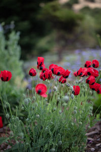 Close-up of red flowers on field