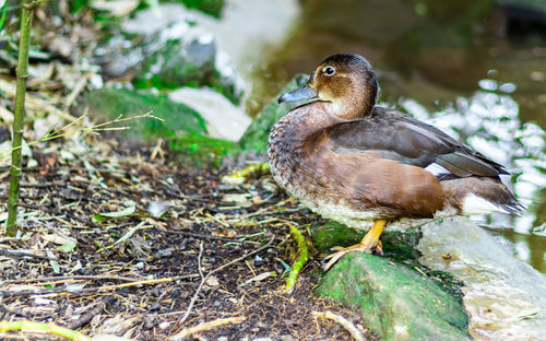 Close-up of sparrow perching on land