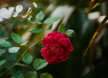 Close-up of pink rose