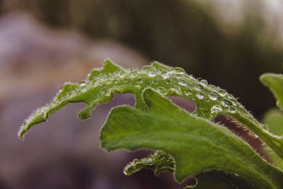 Close-up of raindrops on leaves