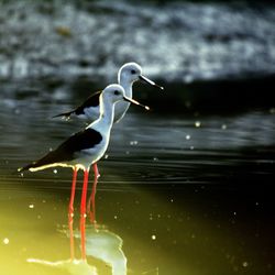 Bird perching on lake