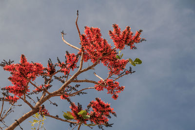 Low angle view of flowering plant against sky