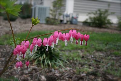 Close-up of pink flowers