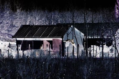 Abandoned house by trees at night