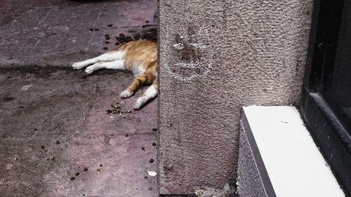 High angle view of cat sleeping on wall