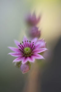 Close-up of pink flowers