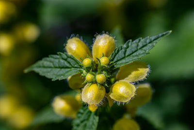 Close-up of yellow flowering plant