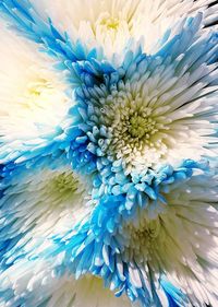 Full frame shot of blue flower