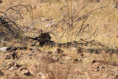 View of an animal on land