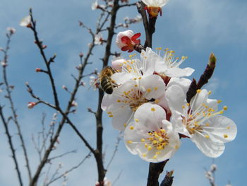 Close-up of white flowers blooming in field