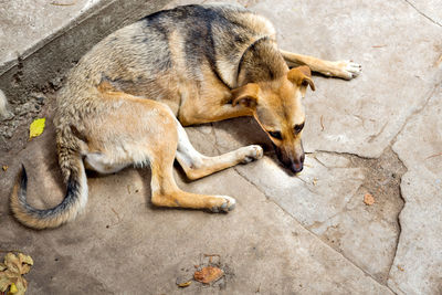 The weakened stray dog from the shelter. homeless dogs. selective focus