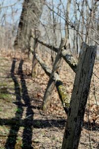 Close-up of tree trunk