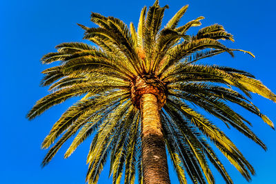 Low angle view of palm tree against blue sky