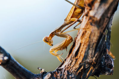 Close-up of lizard on tree trunk