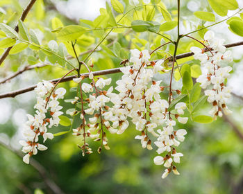 Low angle view of honey locust flowers blooming outdoors