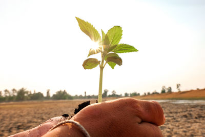 Close-up of hands holding plant against sky