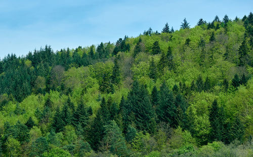 Pine trees in forest against sky