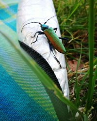 Close-up of insect