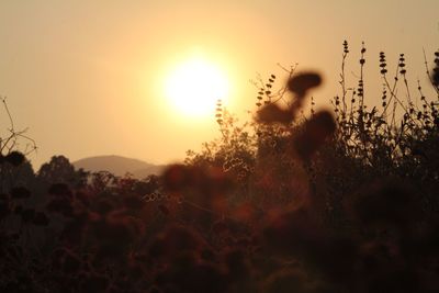 Scenic view of landscape at sunset