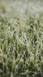Close-up of wet grass on field