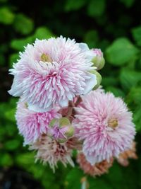 Close-up of pink dahlia flowers