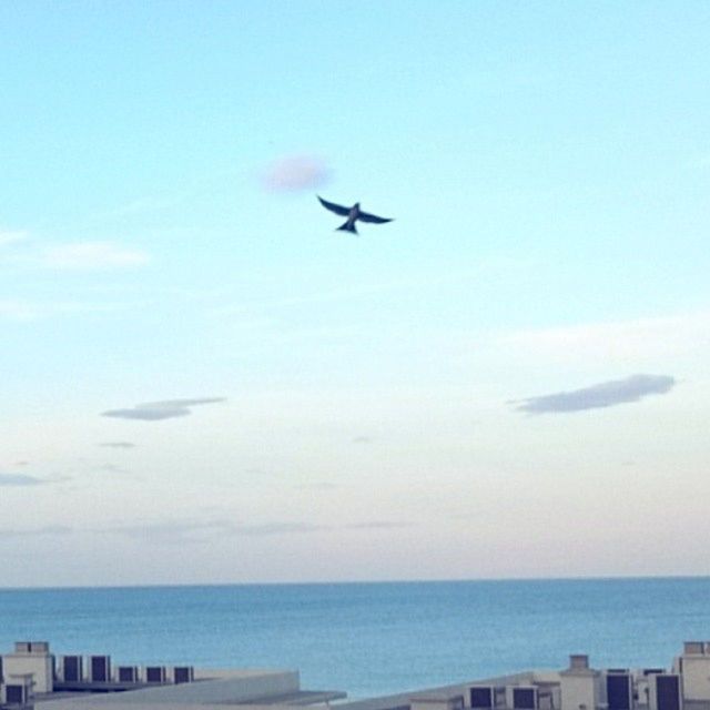 flying, sea, transportation, airplane, mode of transport, horizon over water, air vehicle, mid-air, sky, water, bird, blue, travel, aircraft wing, nautical vessel, journey, nature, scenics, clear sky, on the move