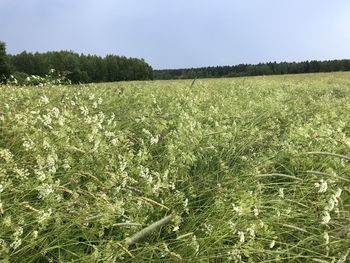 Scenic view of field against sky
