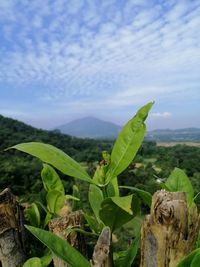 Close-up of green leaves on land against sky