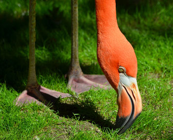 American flamingo close-up feeding on grass.