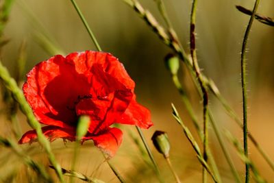 Close-up of red rose flower