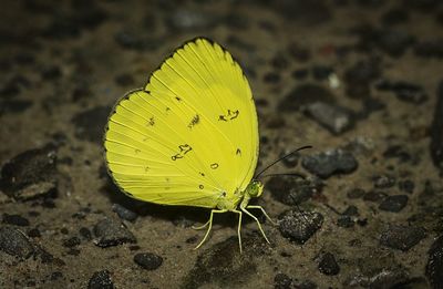 Close-up of butterfly on leaf