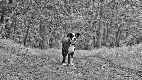 Full length of man on field in forest