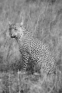 View of a cat on field