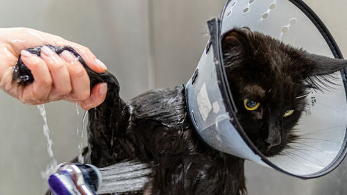 Cat washing and grooming close up getting professional service at pet salon by groomer