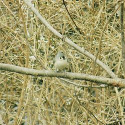 Bird standing on field