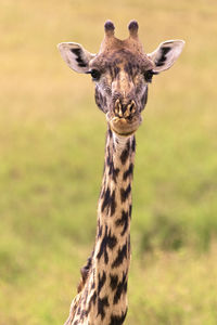 Portrait of a giraffe