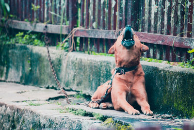 Dog sitting in a fence