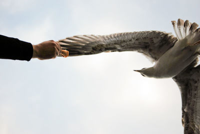 Low angle view of cropped hand feeding bird against sky