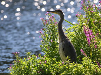 Gray heron amidst plants by lake on sunny day