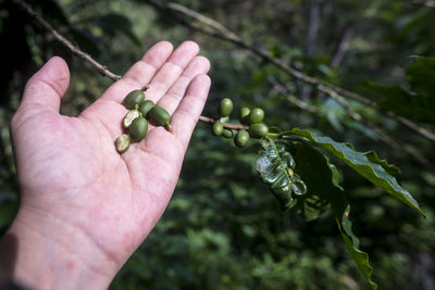 Close-up of hand holding berries