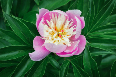 Close-up of pink rose flower