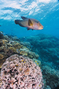 Fish swimming in sea