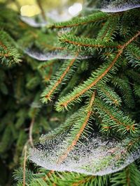 Close-up of fresh green plant