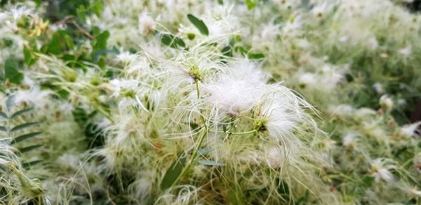 Close-up of dandelion on field