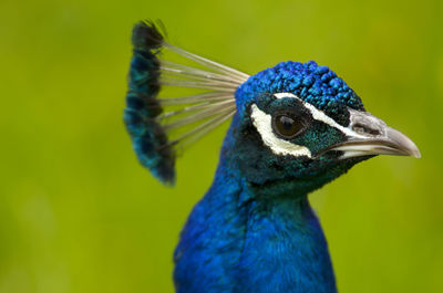 Close-up of peacock