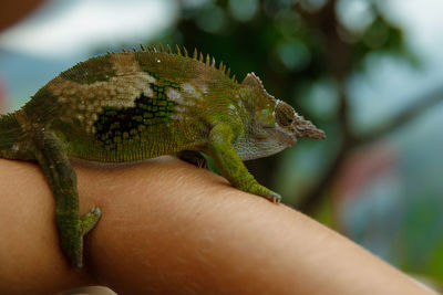 Cropped hand holding lizard