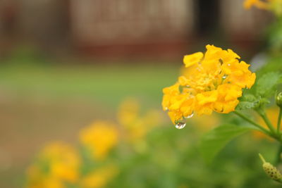 Close-up of yellow flowers blooming outdoors