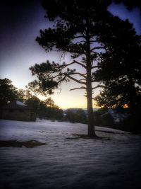 Trees in park