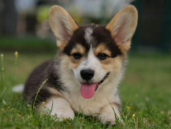 Close-up portrait of dog sticking out tongue outdoors